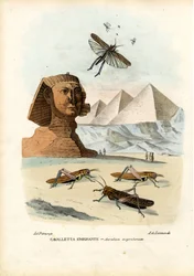 Echte Krekels, 1863-79